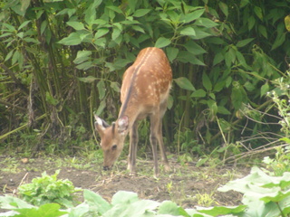 DSC00080.JPG